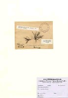 藏品(Rhodomelopsis africana Pocock)的圖片